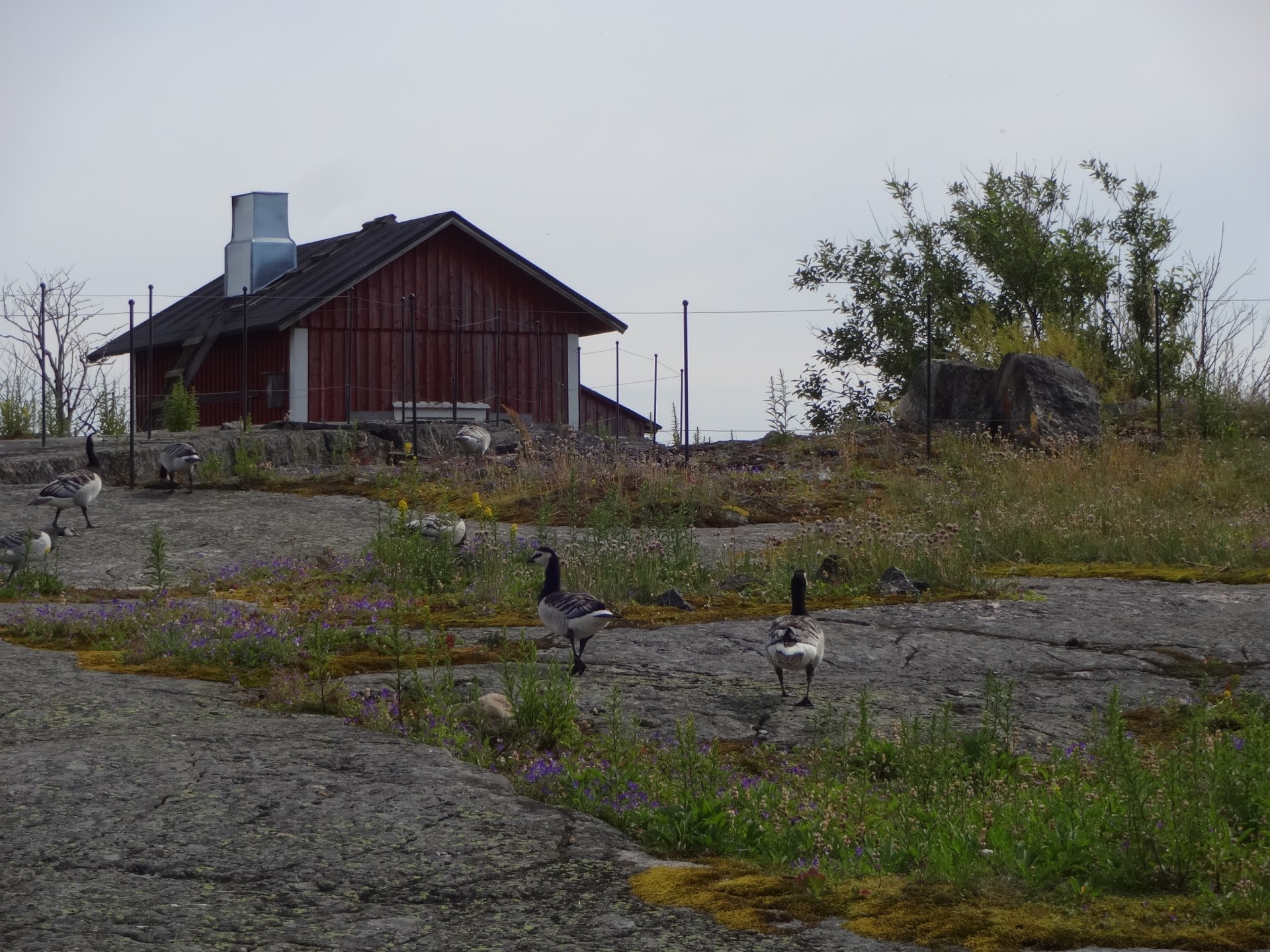 Söderskärillä on runsas linnusto. Saaren kallioilla tepastelee mm. valkoposkihanhia. Luotsluodolla BirdLifen tutkijat tarkkailevat saaren lintukantaa. 